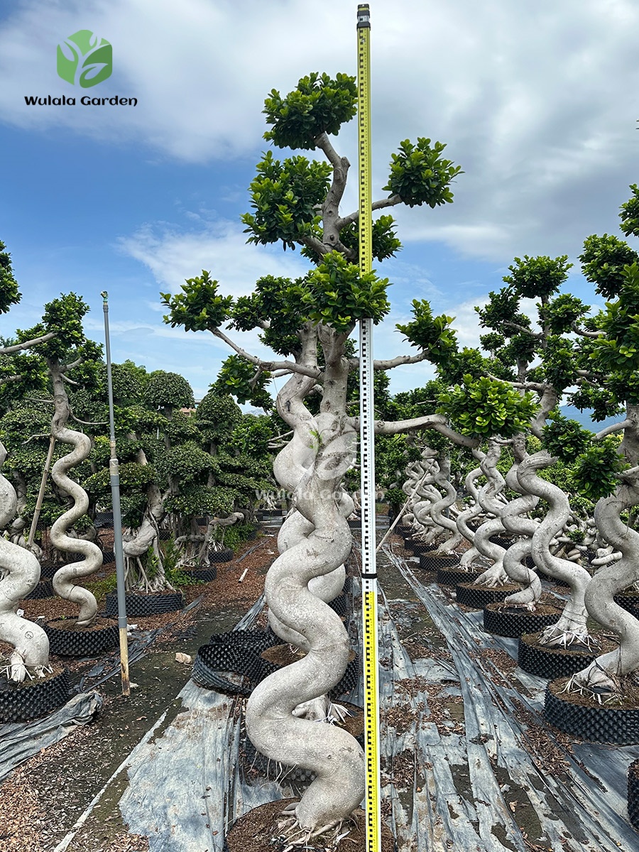 Strange Root Banyan Tree (1)