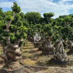 Strange Root Banyan Tree (1)