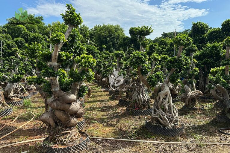 Strange Root Banyan Tree (1)