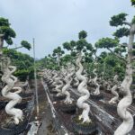 Strange Root Banyan Tree