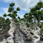 Strange Root Banyan Tree (2)