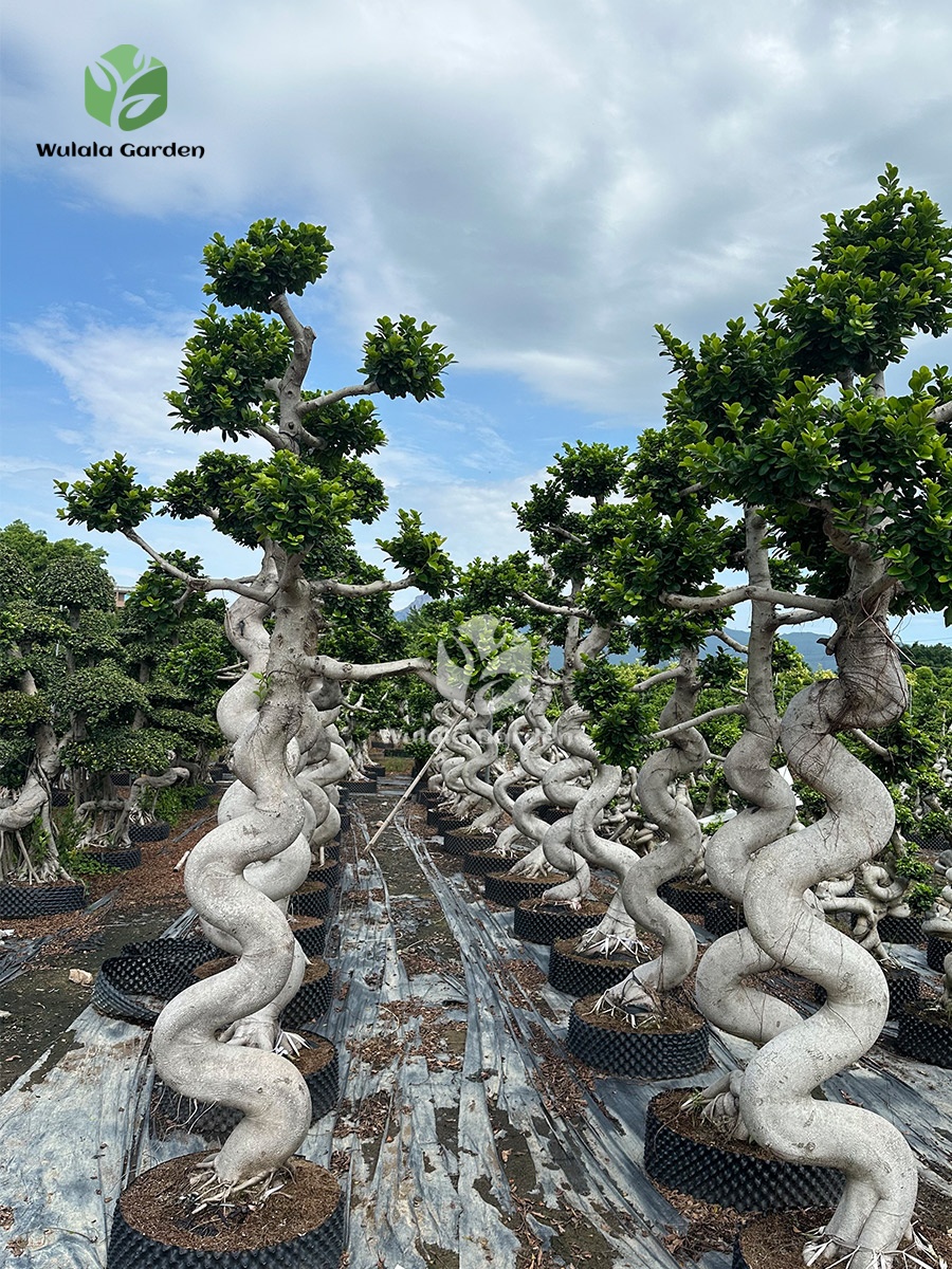 Strange Root Banyan Tree (2)