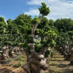 Strange Root Banyan Tree (2)