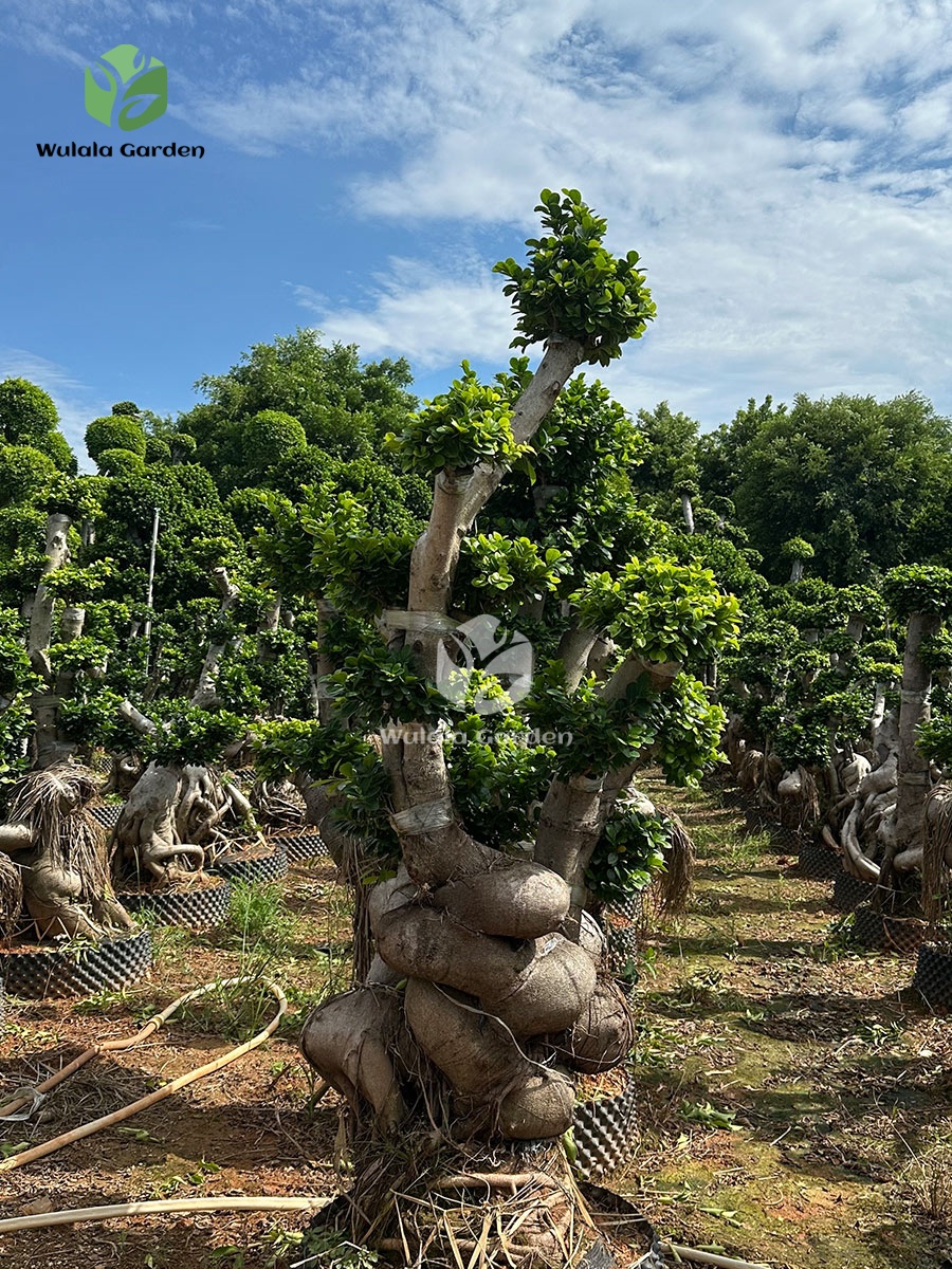 Strange Root Banyan Tree (2)