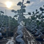 Strange Root Banyan Tree (3)