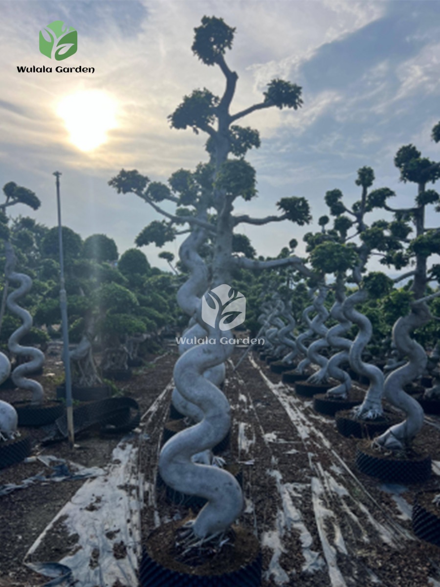 Strange Root Banyan Tree (3)