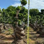 Strange Root Banyan Tree (3)