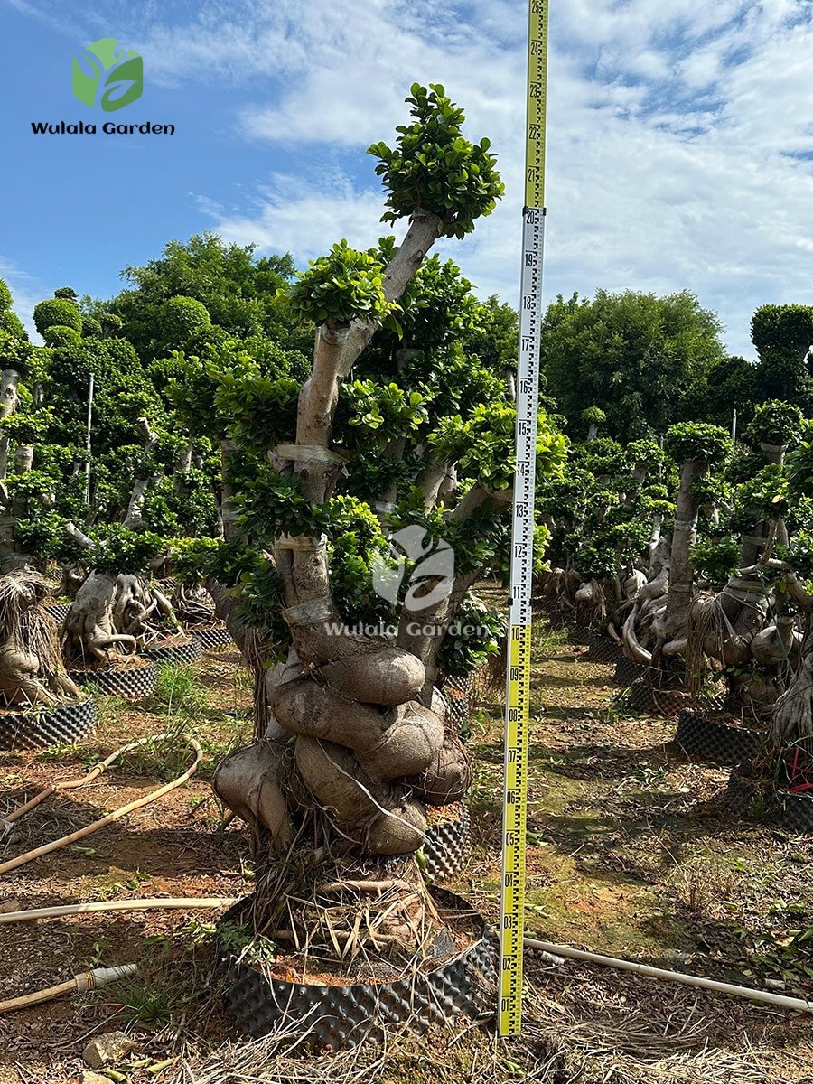 Strange Root Banyan Tree (3)