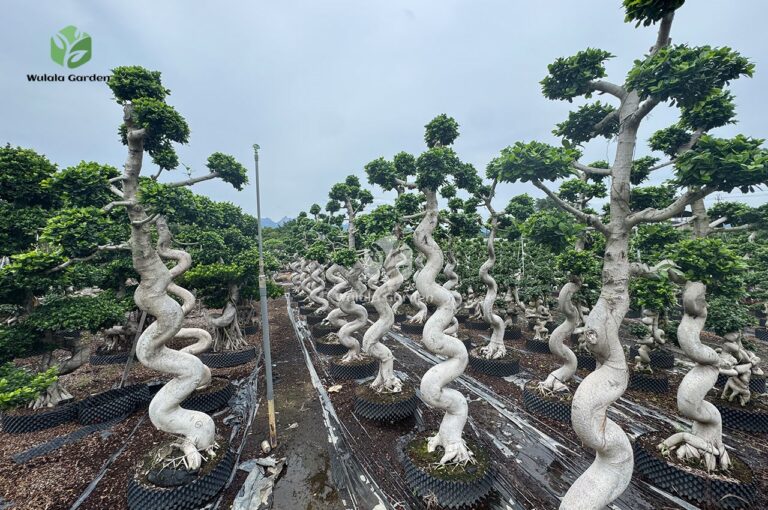 Strange Root Banyan Tree