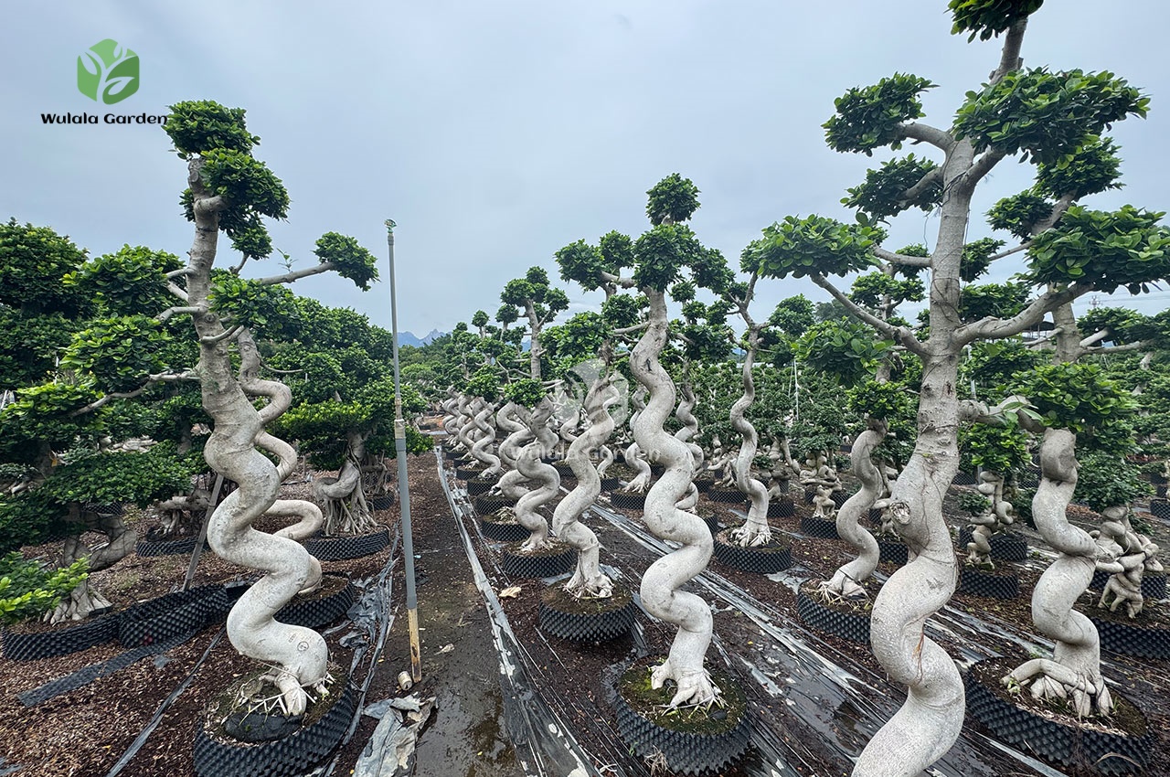 Strange Root Banyan Tree