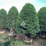 Tower Shaped Ficus Bonsai (1)