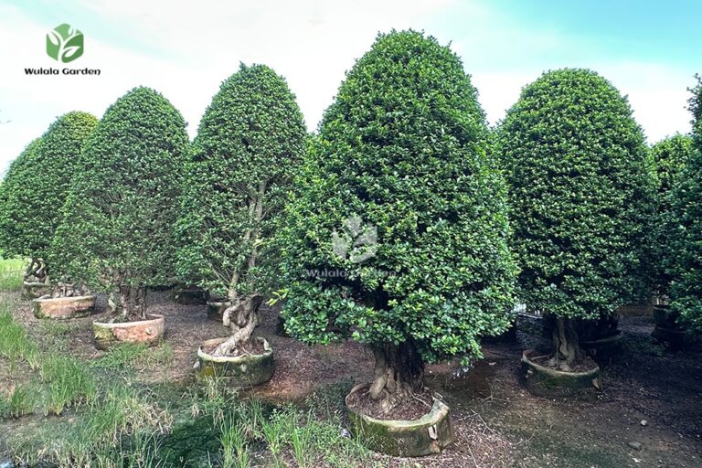 Tower Shaped Ficus Bonsai (1)