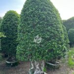 Tower Shaped Ficus Bonsai (2)