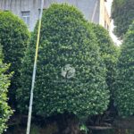 Tower Shaped Ficus Bonsai (3)