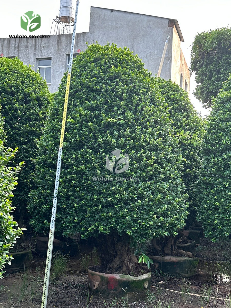 Tower Shaped Ficus Bonsai (3)