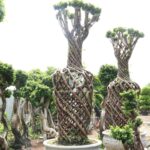 Vase Shaped Ficus Microcarpa Trees (1)