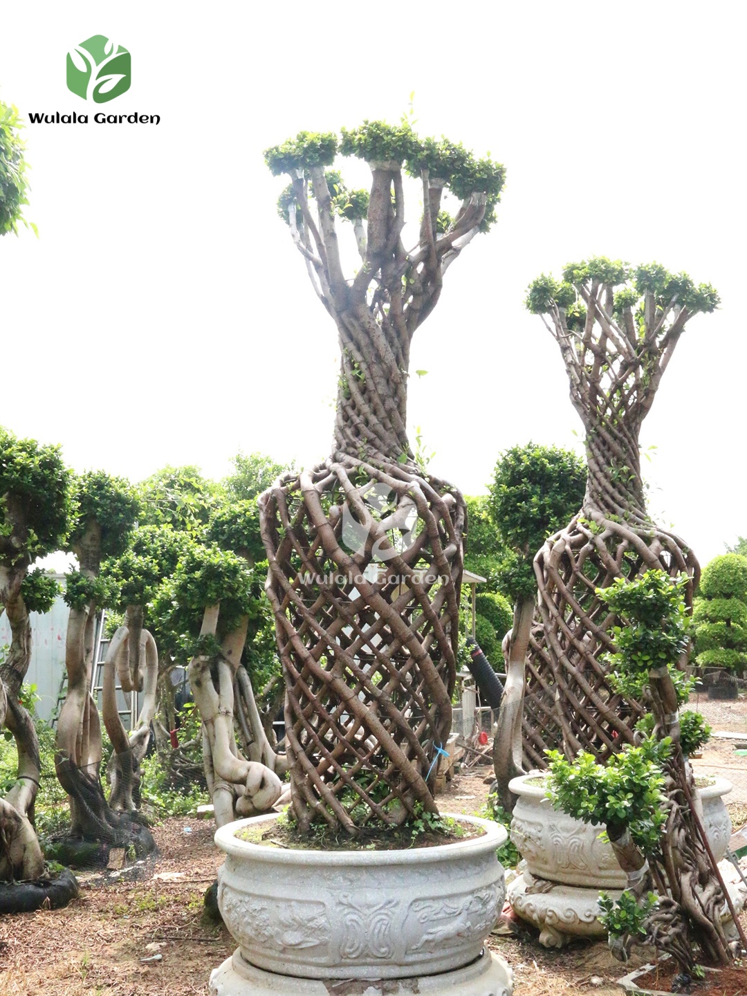 Vase Shaped Ficus Microcarpa Trees (1)