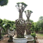 Vase Shaped Ficus Microcarpa Trees
