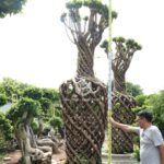 Vase Shaped Ficus Microcarpa Trees (2)