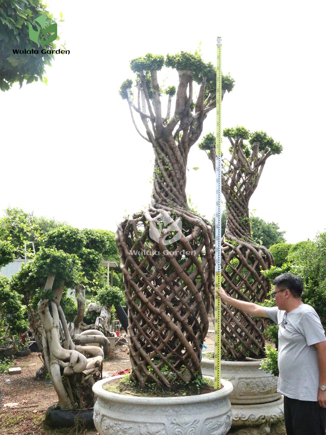 Vase Shaped Ficus Microcarpa Trees (2)
