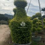 Vase Shaped Ligustrum Tree