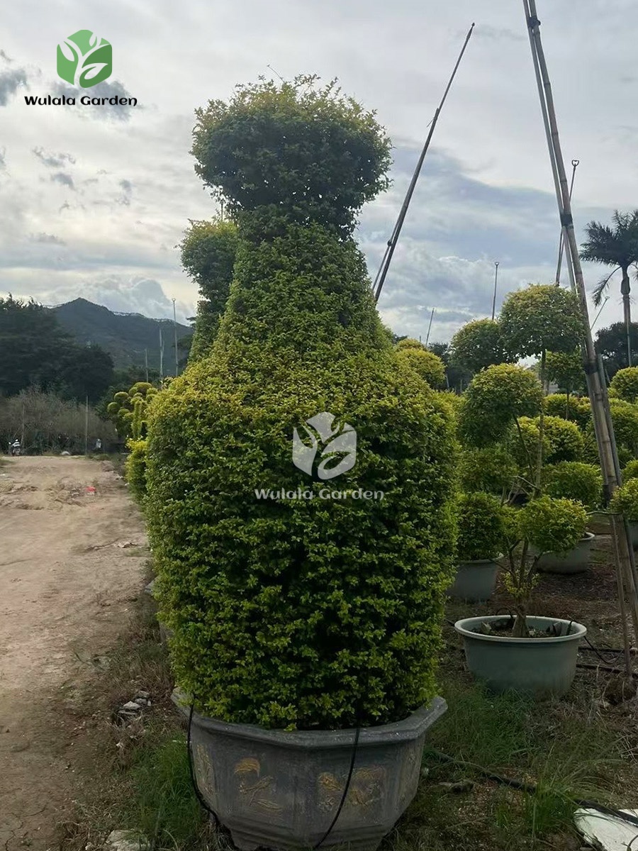Vase Shaped Ligustrum Tree