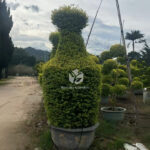 Vase Shaped Ligustrum Tree2.jpg.png