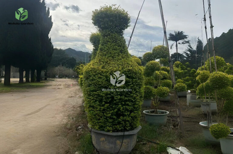 Vase Shaped Ligustrum Tree2.jpg.png