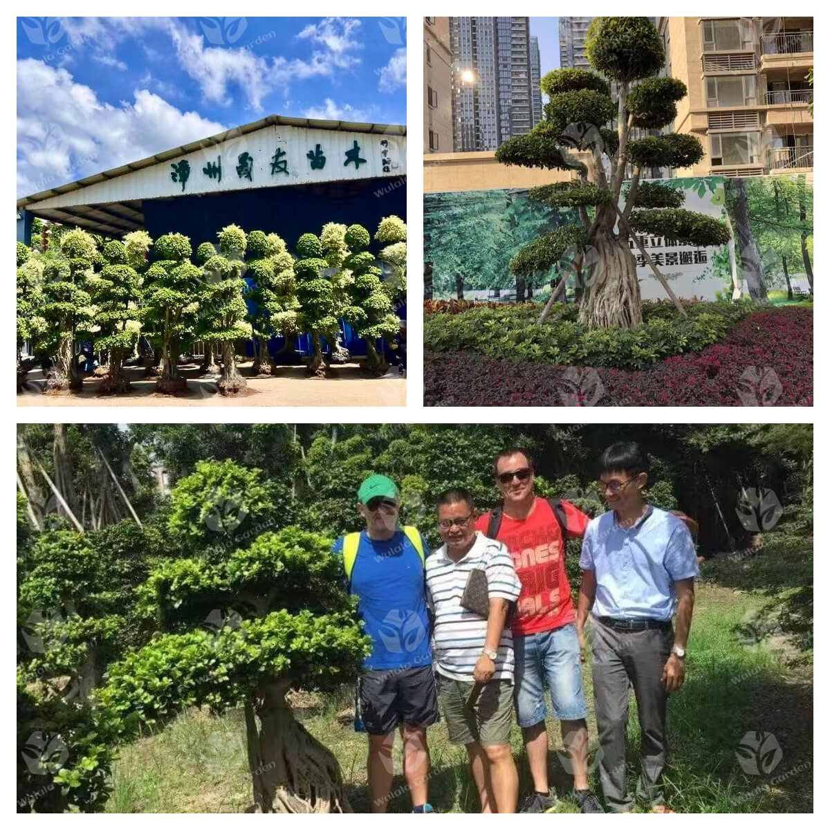 Wulala Garden Company (2)