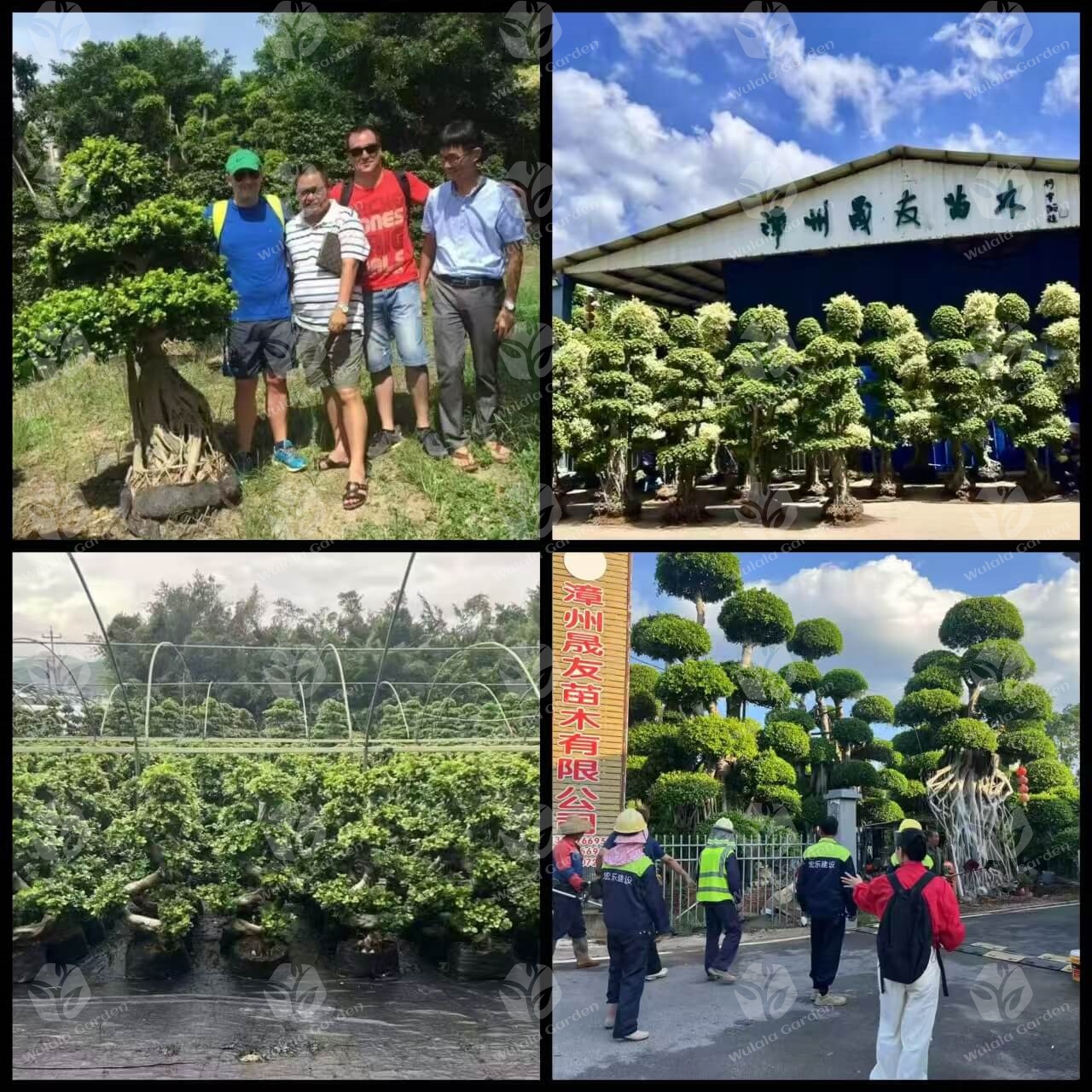 Wulala Garden Company (3)