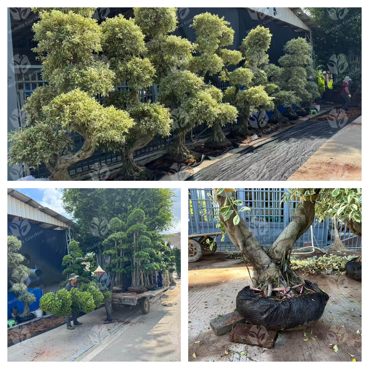 Wulala Garden Company Loading (1)