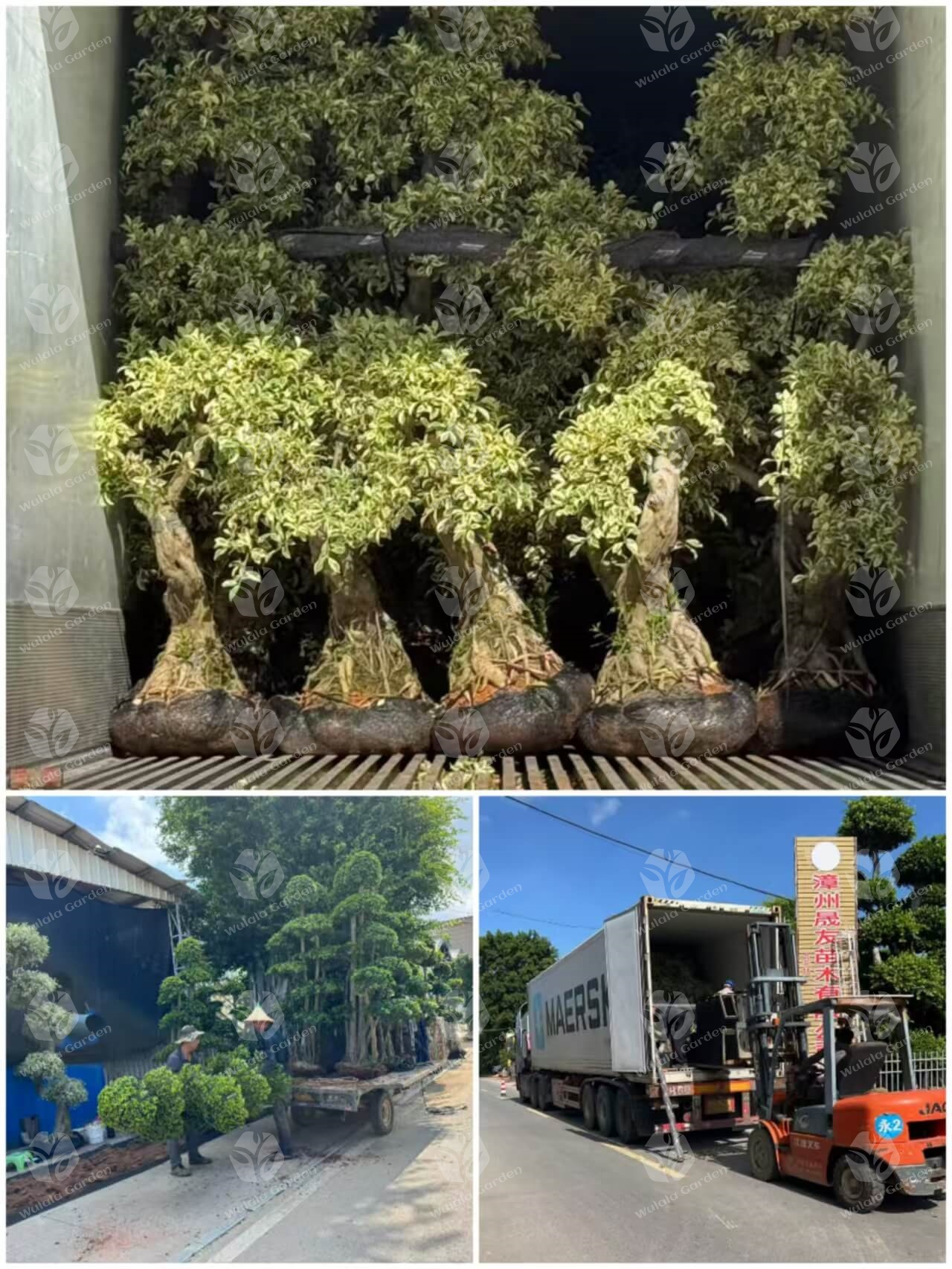 Wulala Garden Company Loading (2)