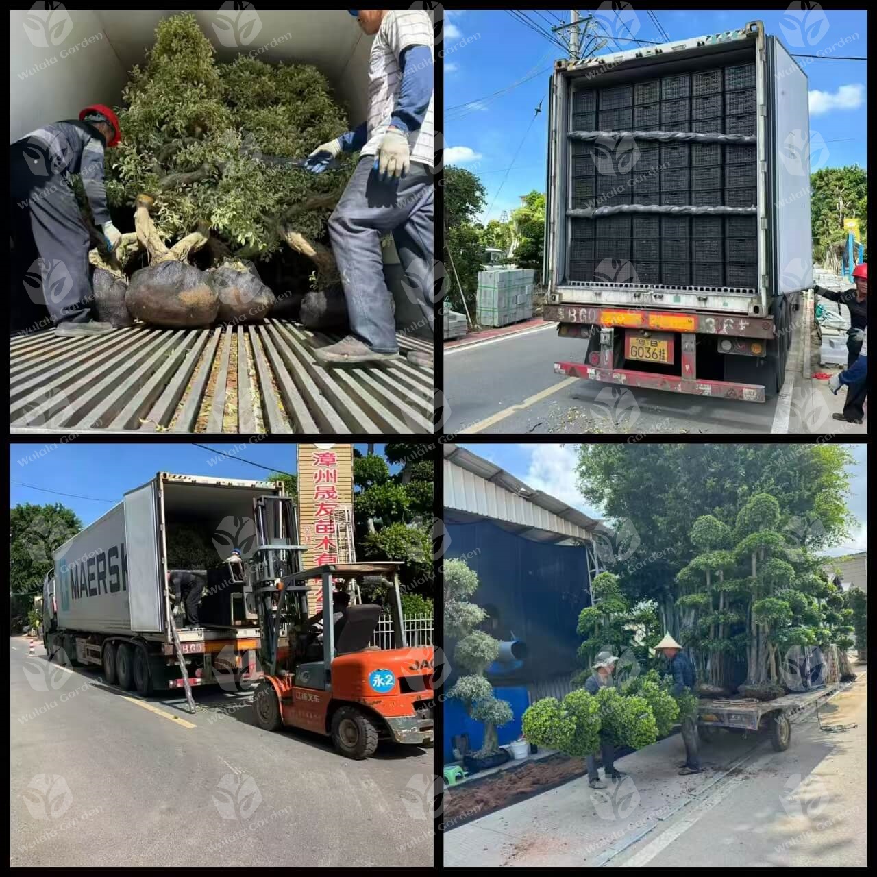 Wulala Garden Company Loading (3)