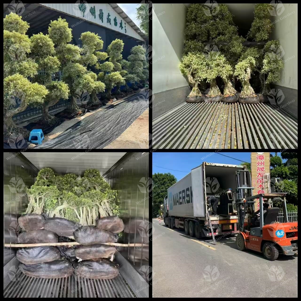 Wulala Garden Company Loading (4)