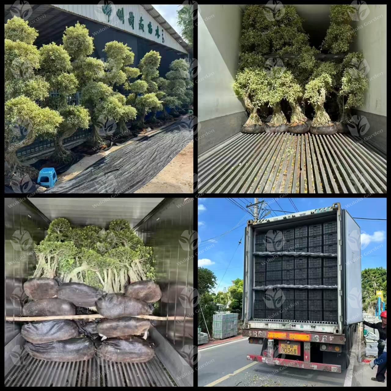Wulala Garden Company Loading (5)