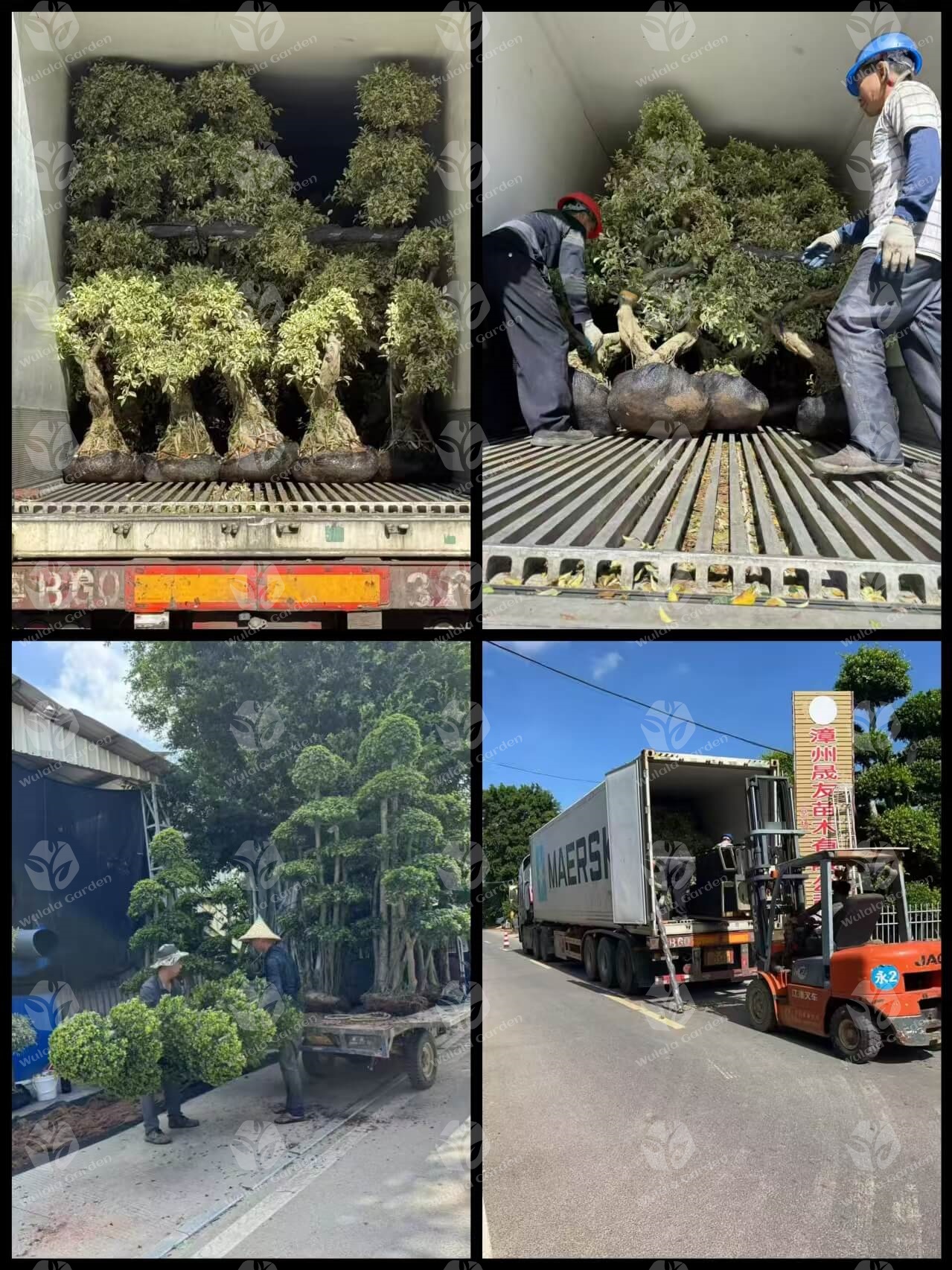 Wulala Garden Company Loading (6)