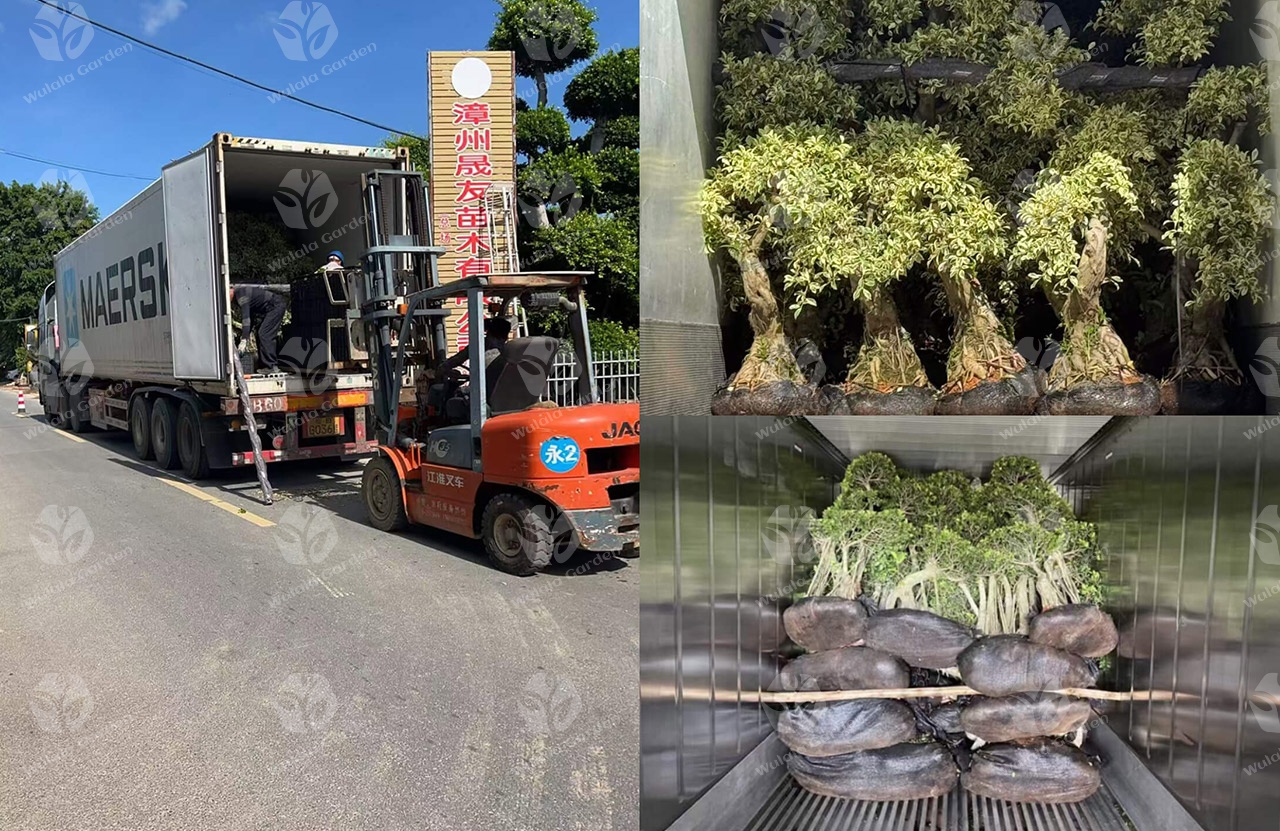 Wulala Garden Company Loading (7)