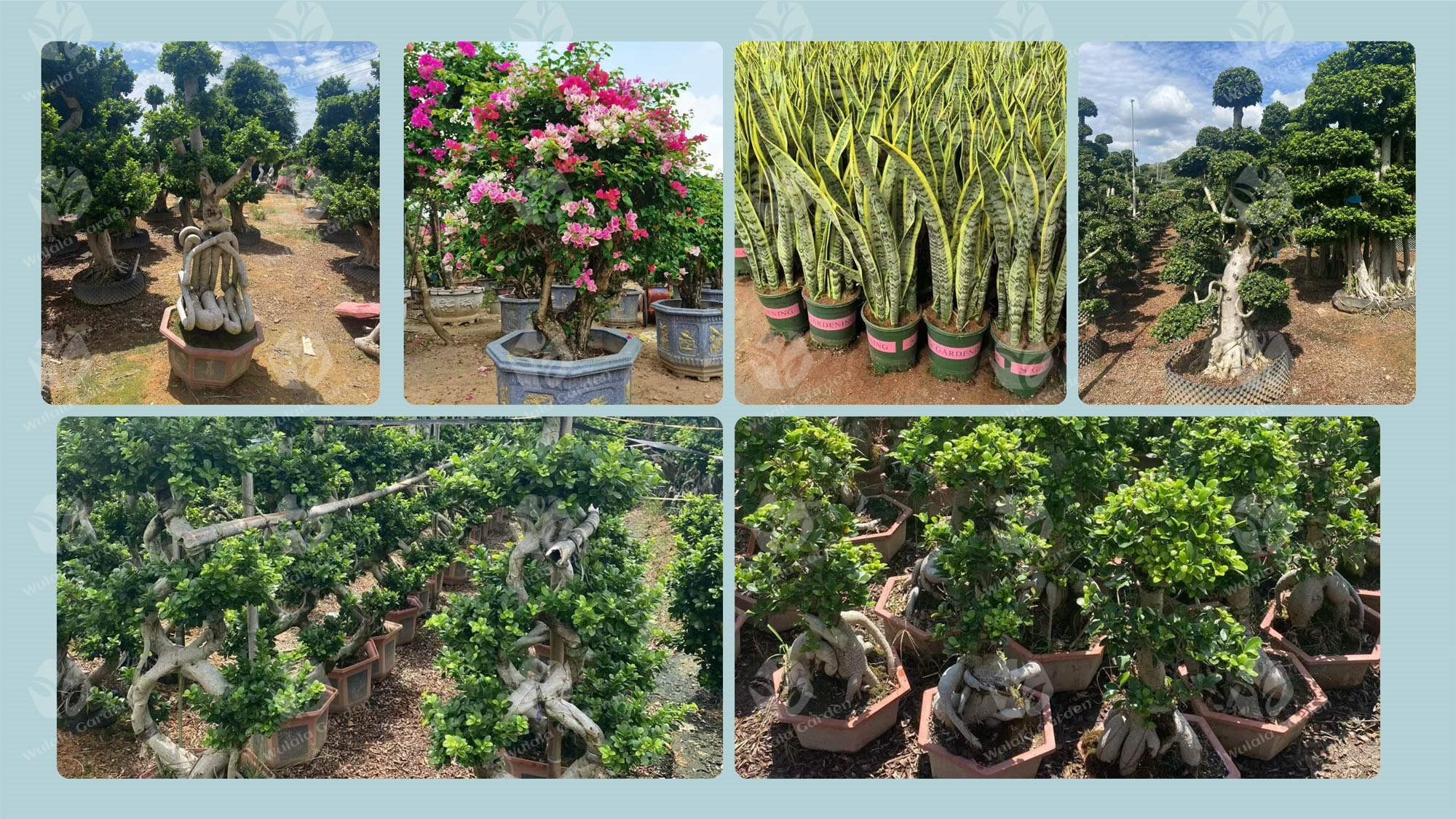 Wulala Garden Ficus, Snake Plant, Bougainvillea