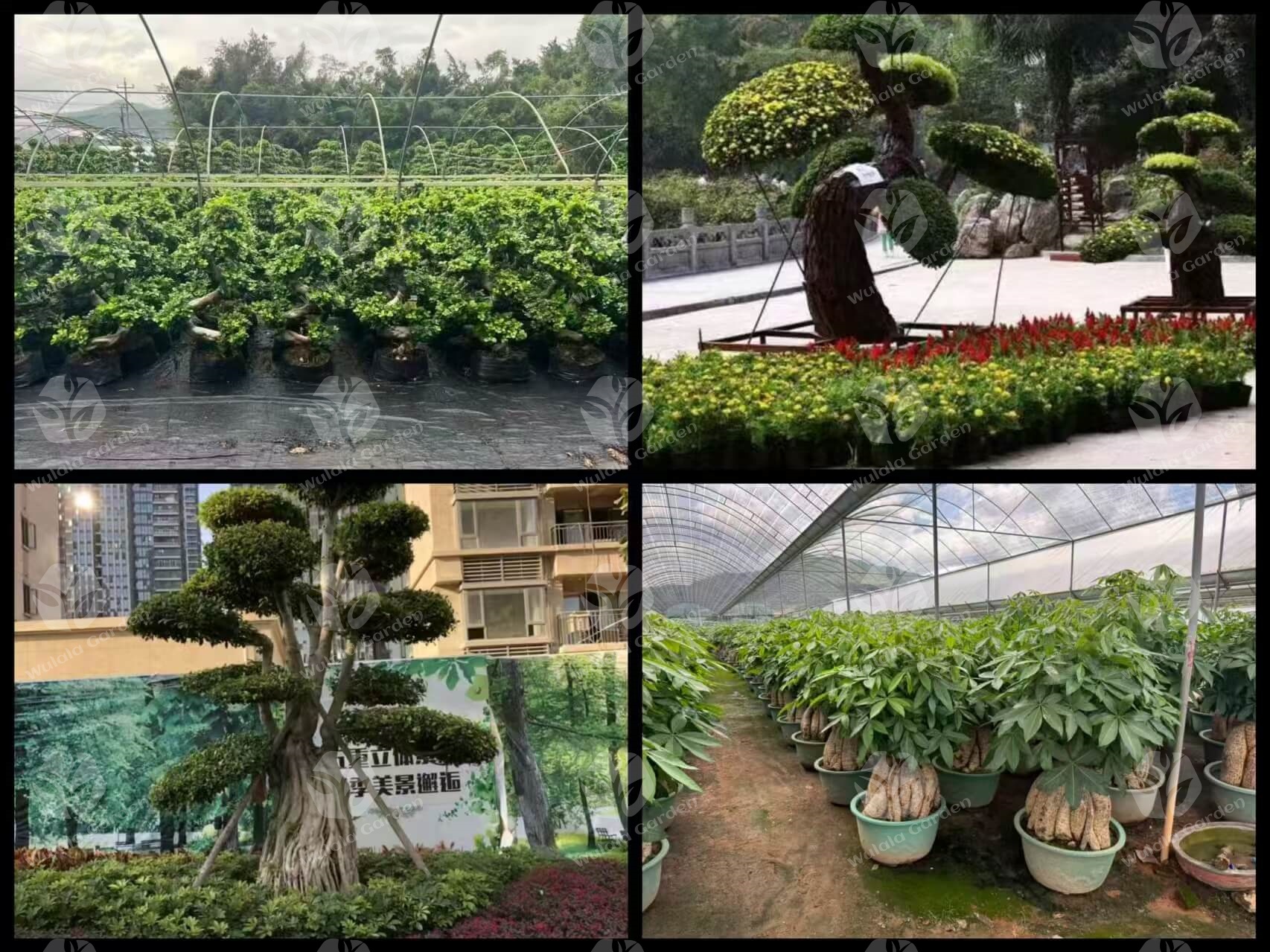 Wulala Garden S Shape Ficus Microcarpa