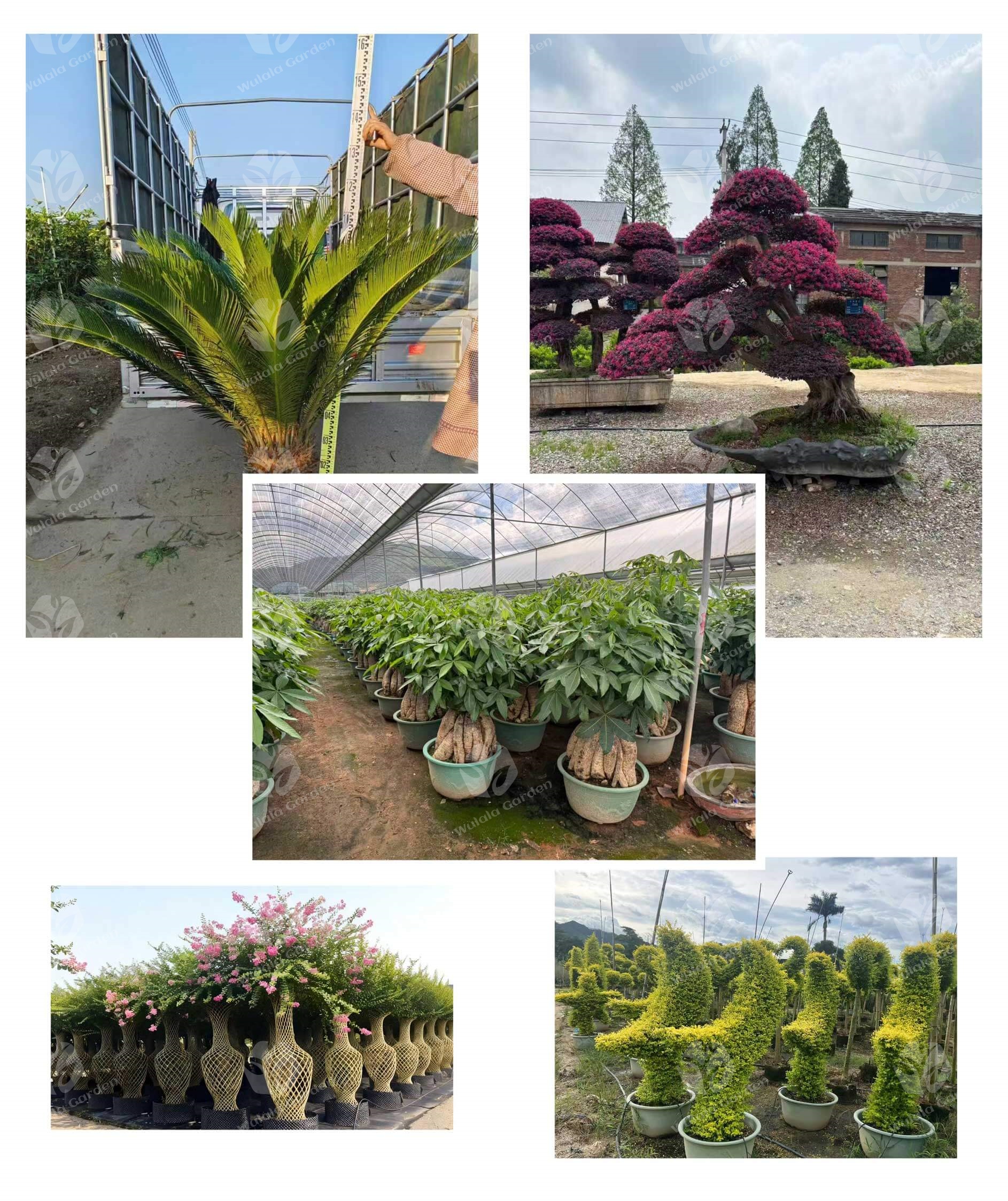 Wulala Garden Sago Palm,loropetalum Chinense 