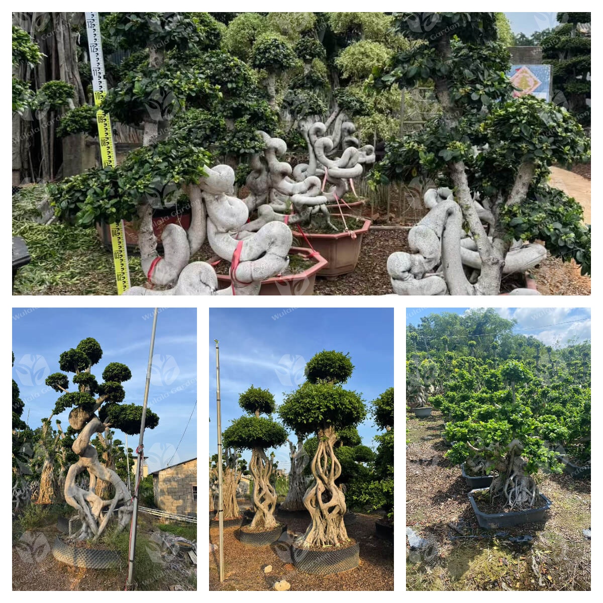 Wulala Garden Topiary Banyan