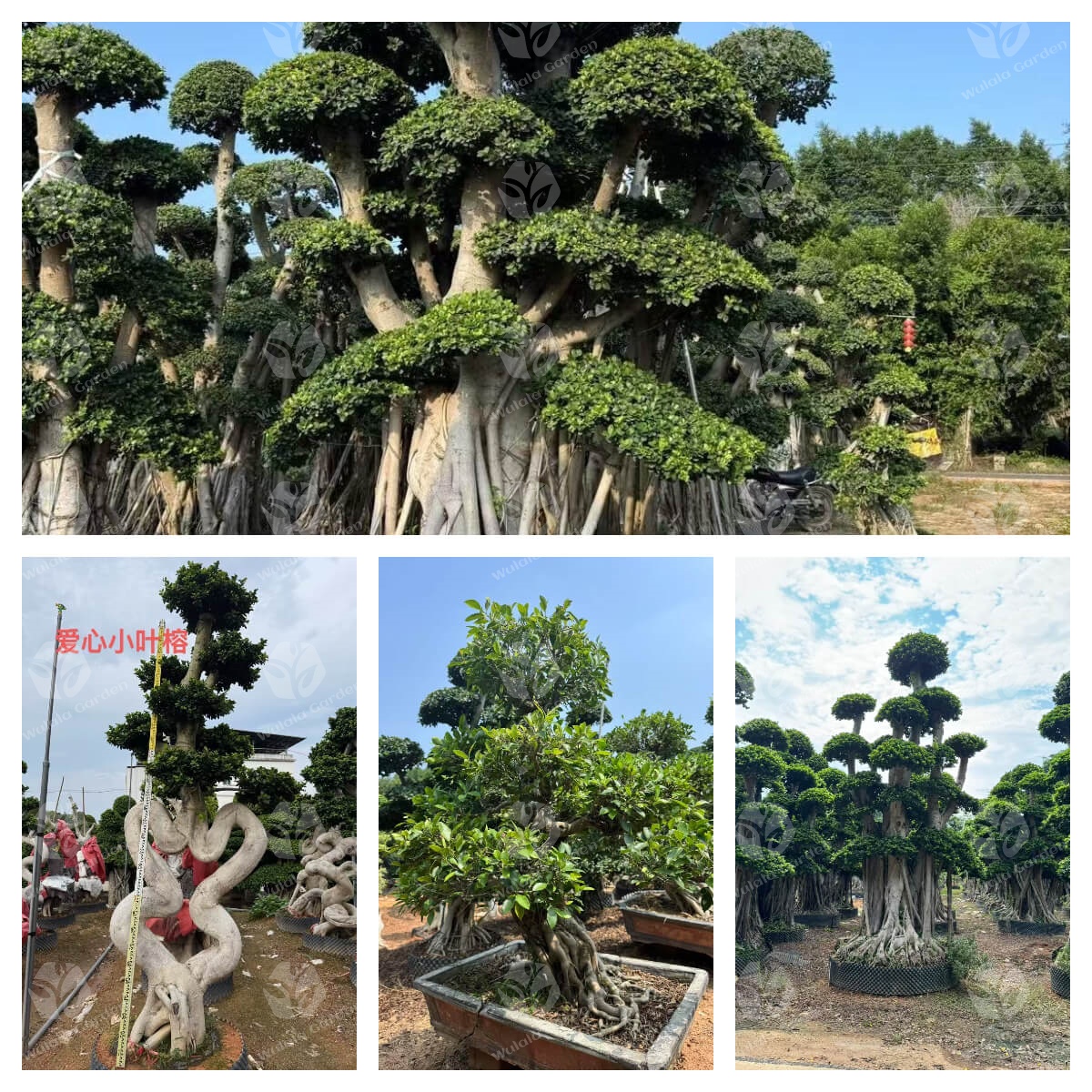 Wulala Garden Banyan Tree