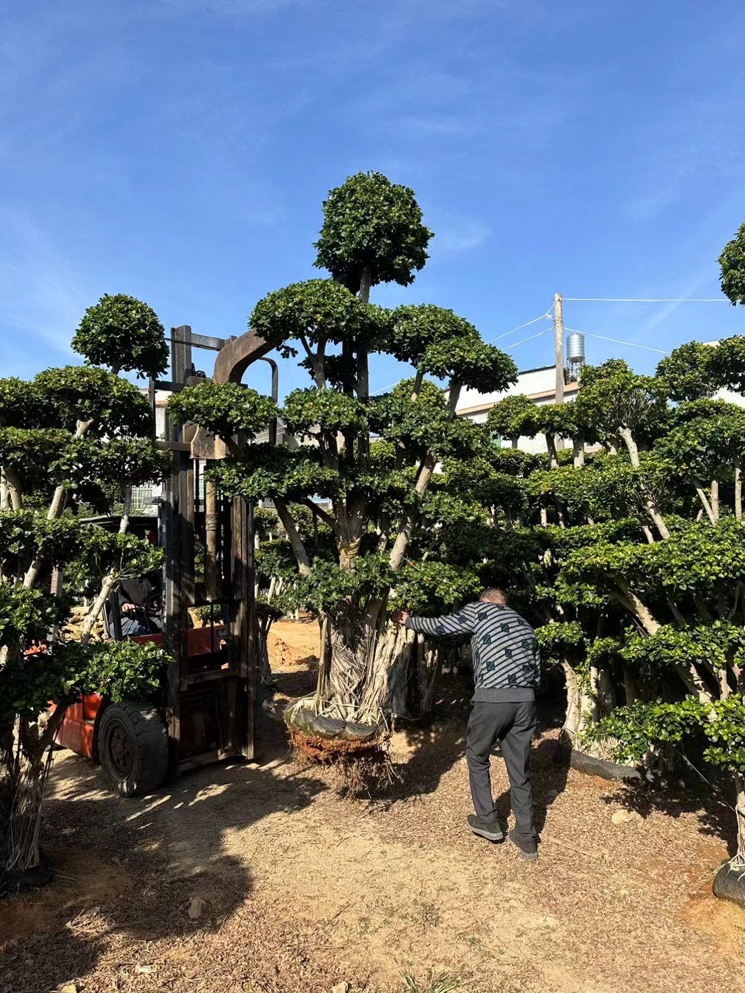 ficus tree maintenance
