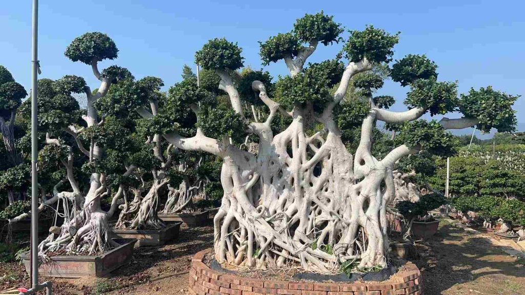 S Shaped Bonsai Tree