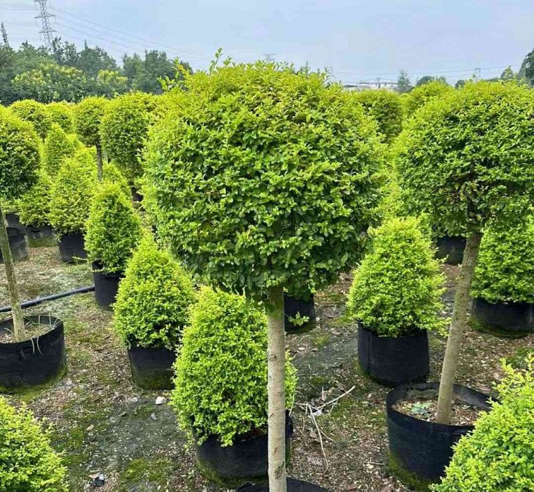 Ligustrum Tree4