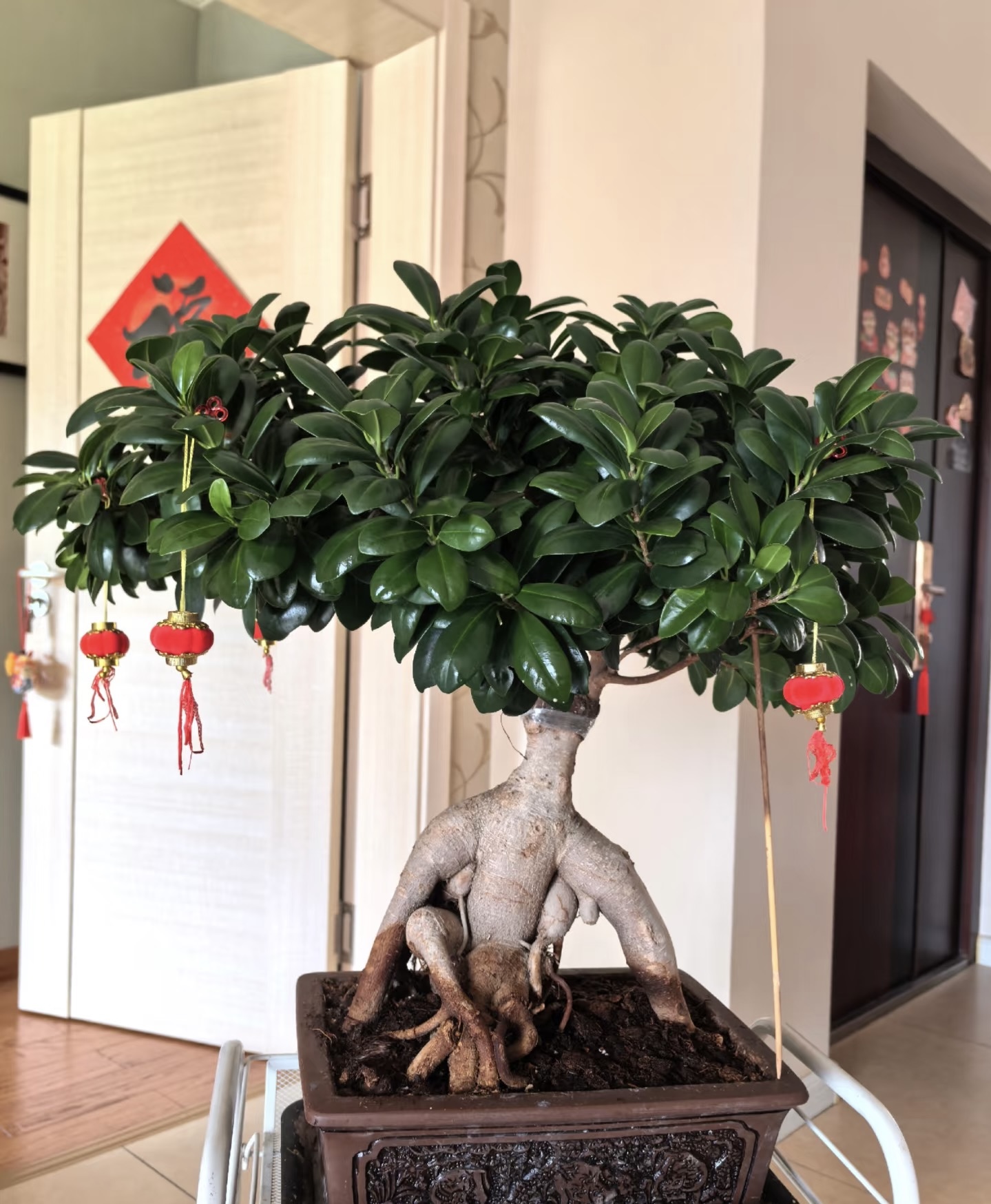 Ficus1