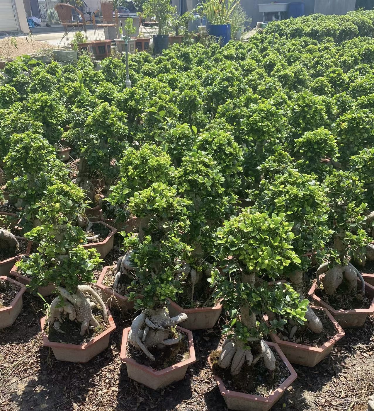 Indoor Ficus Bonsai3