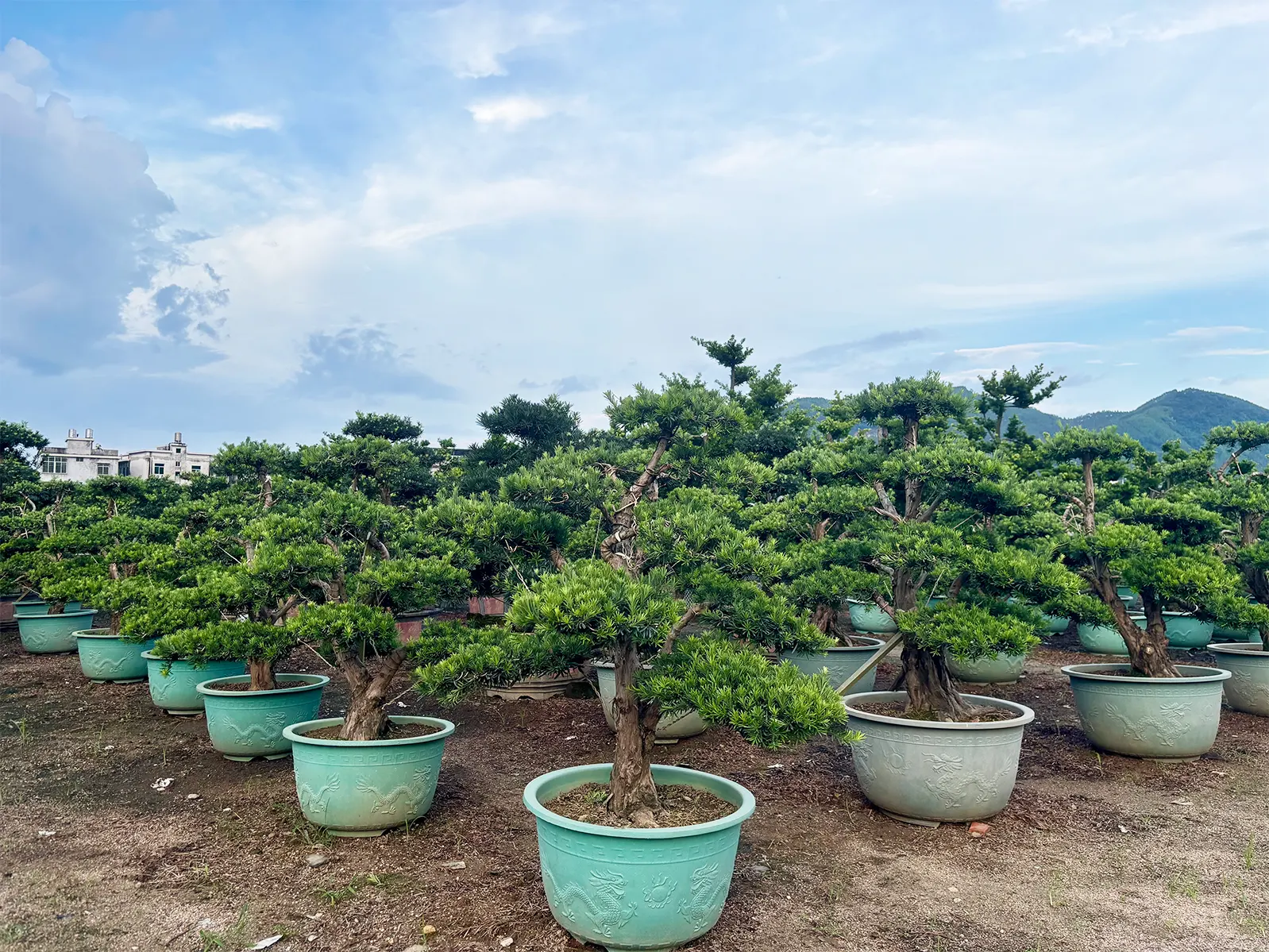Buddhist Pine For Sale 1