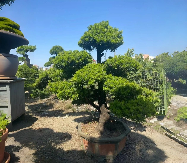 Buddhist Pine Tree