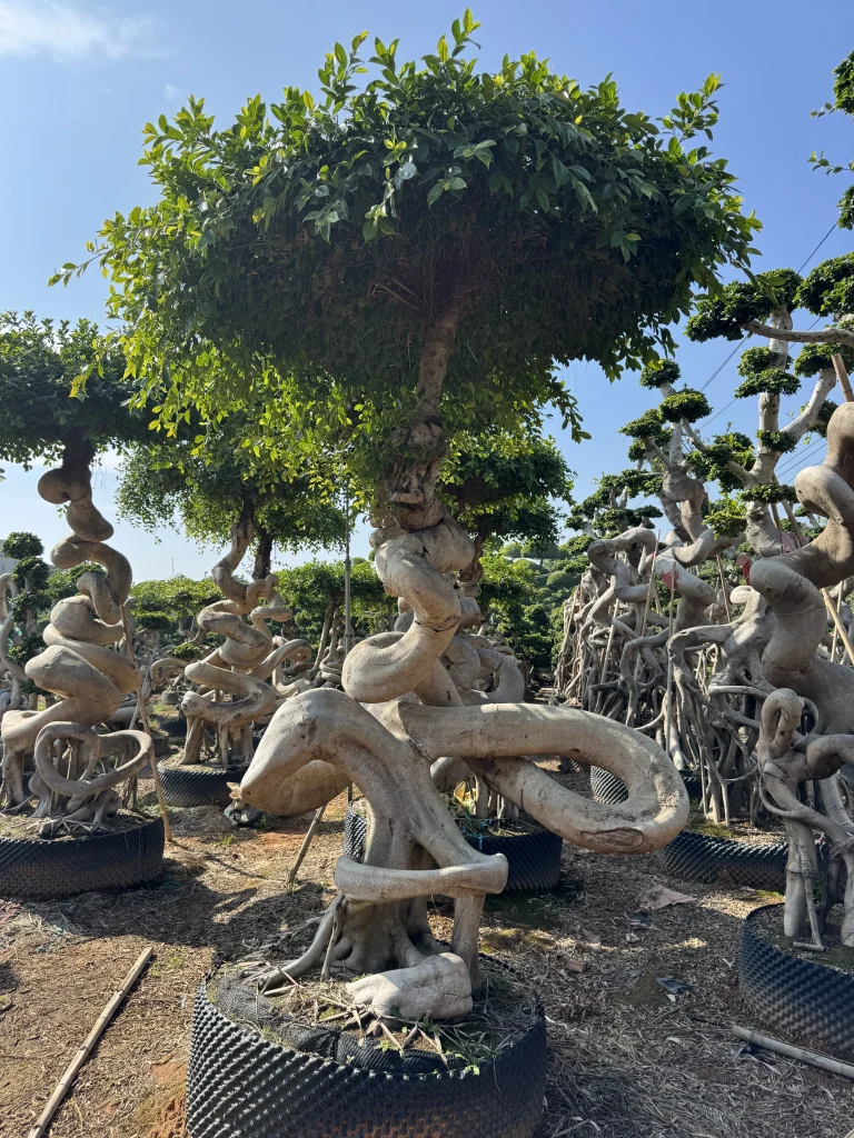Ficus Microcarpa Bonsai Care1